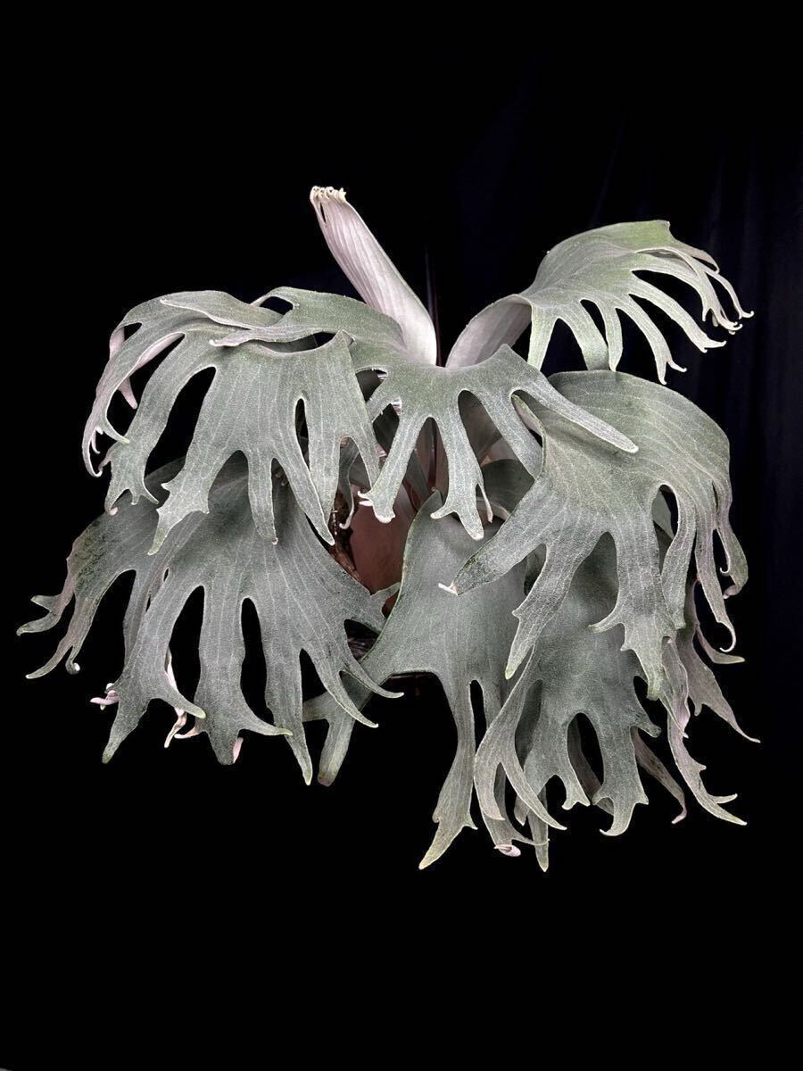 Yahoo!オークション - P .veitchii High Finger Wide Leave【OC オリジ