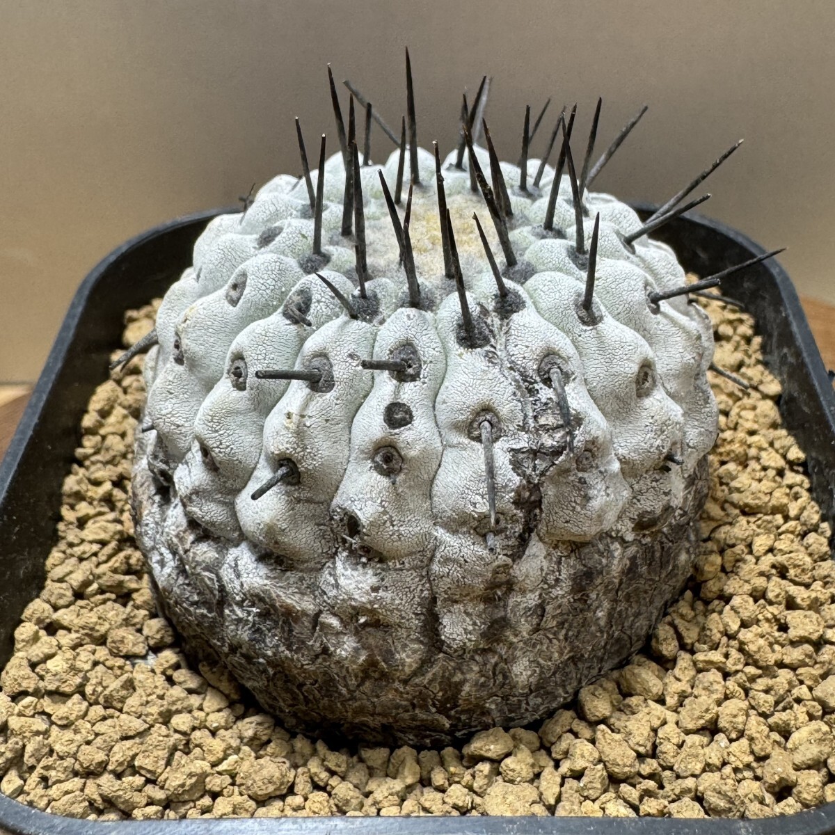 Yahoo!オークション - ゑ.34 コピアポア シネレア コルムナアルバ 孤竜