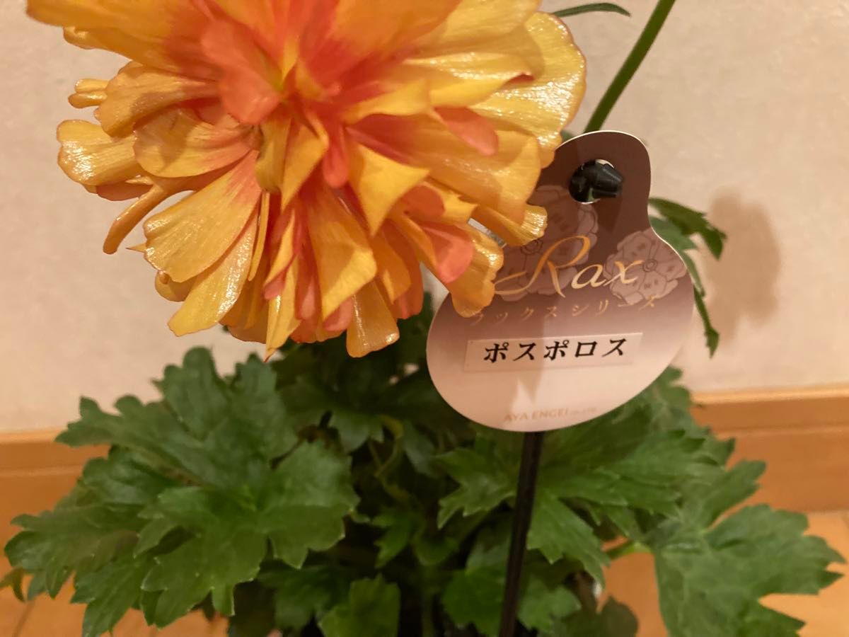 ラナンキュラスラックス苗 ポスポロス｜Yahoo!フリマ（旧PayPayフリマ）