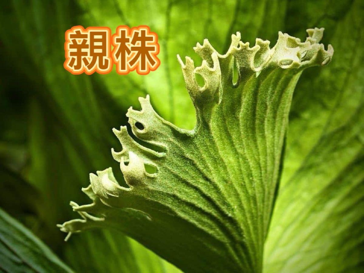 ビカクシダ P 'Flamenco' hillii x coronarium交配種 TC｜Yahoo!フリマ