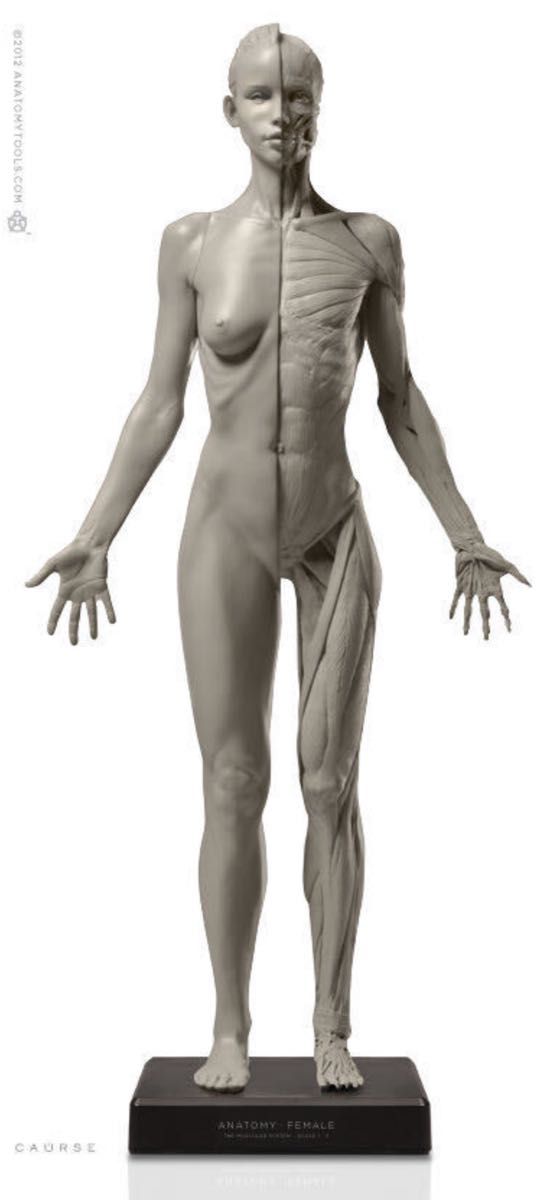 フィギュア アナトミー (人体模型) 女性Ver 2-A Female Flesh/Anatomy
