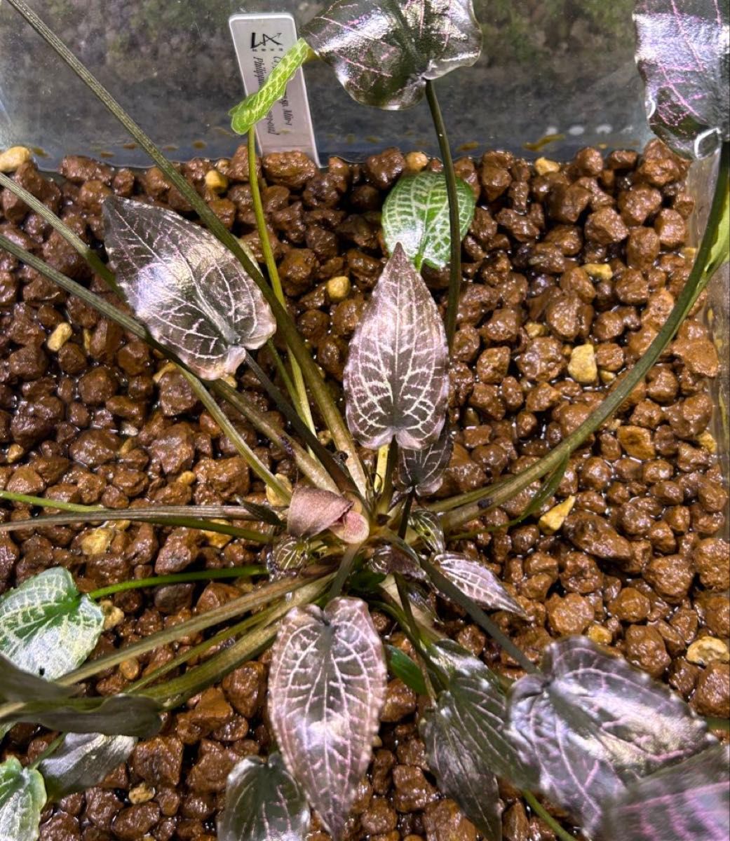 Cryptocoryne sp Min-1 Philippines【LA1223-01z】ジュエルクリプト