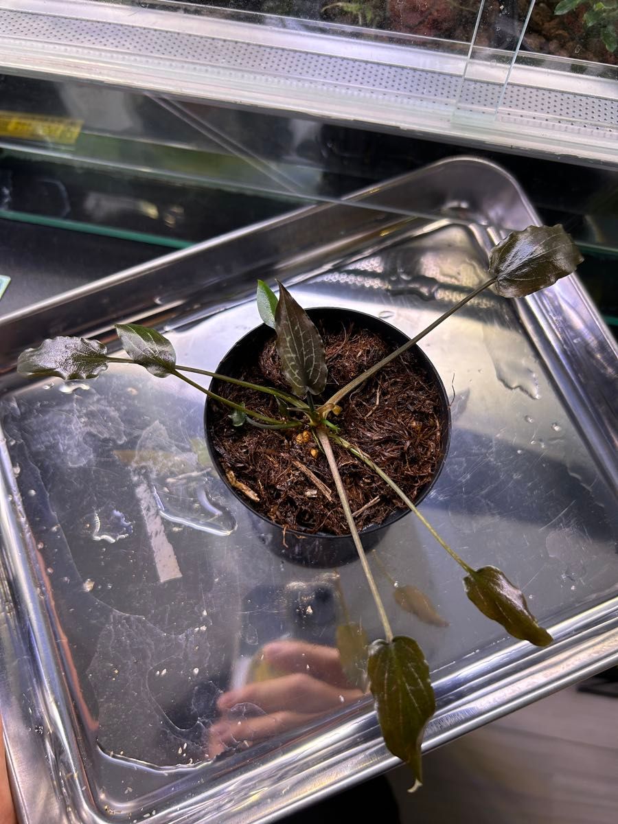 Cryptocoryne sp Min-1 Philippines【LA1223-01z】ジュエルクリプト