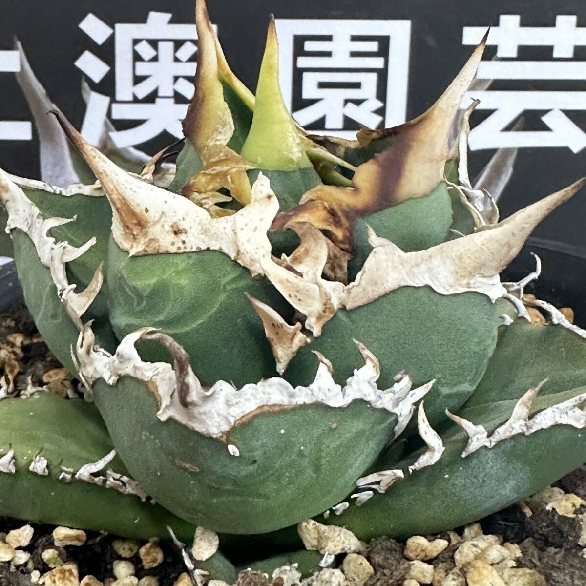 アガベ チタノタ shangao-004 バトルウルフ 鋸歯 極上強棘 優良血統