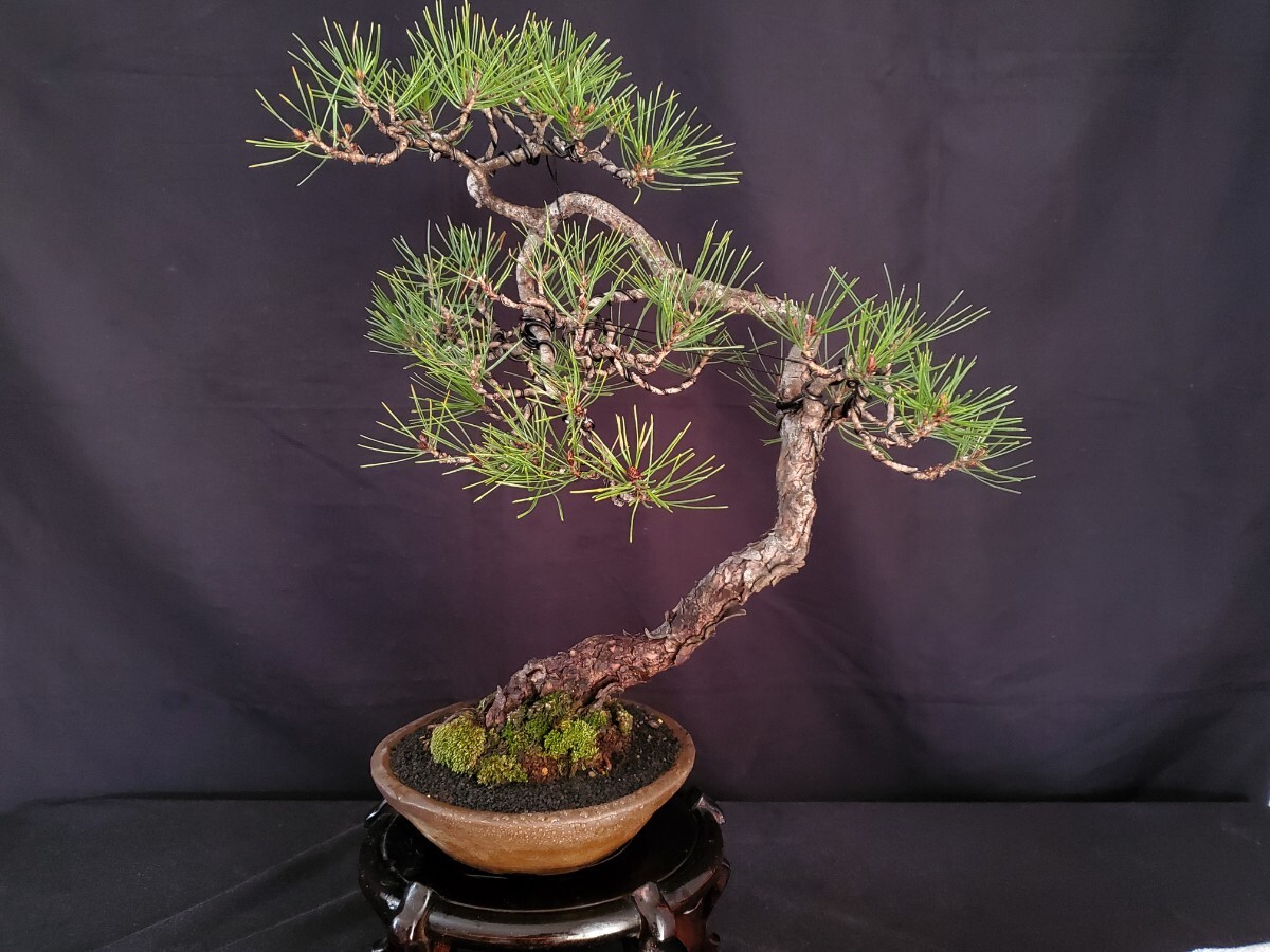 Yahoo!オークション - 【陽緑庵】中品盆栽 赤松 文人 (検索用 黒松 五