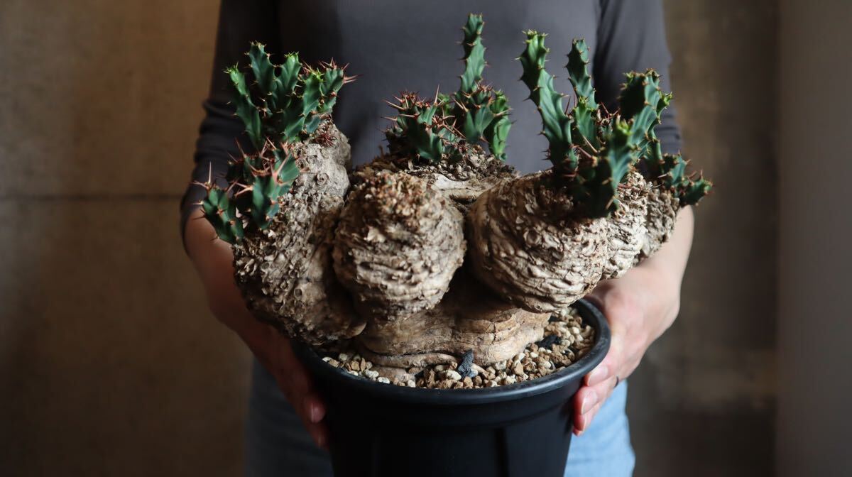 Yahoo!オークション - 現地株・発根済み ユーフォルビア クラビゲラ 特