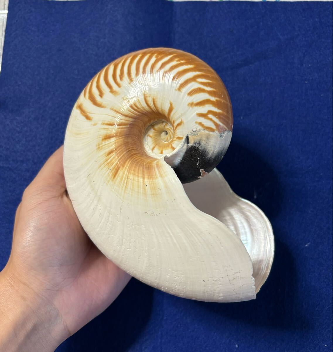 希少サイズ 完品 オウム貝の殻 大小2個セット フタゴヤシ 希少サイズ 完