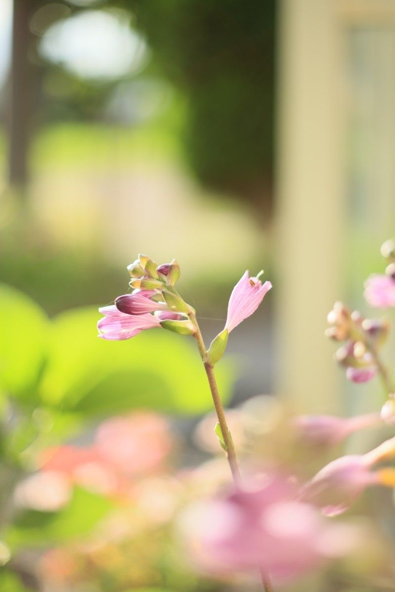 FUJINON 55mm F1 8 初期型 【美品】｜Yahoo!フリマ（旧PayPayフリマ）