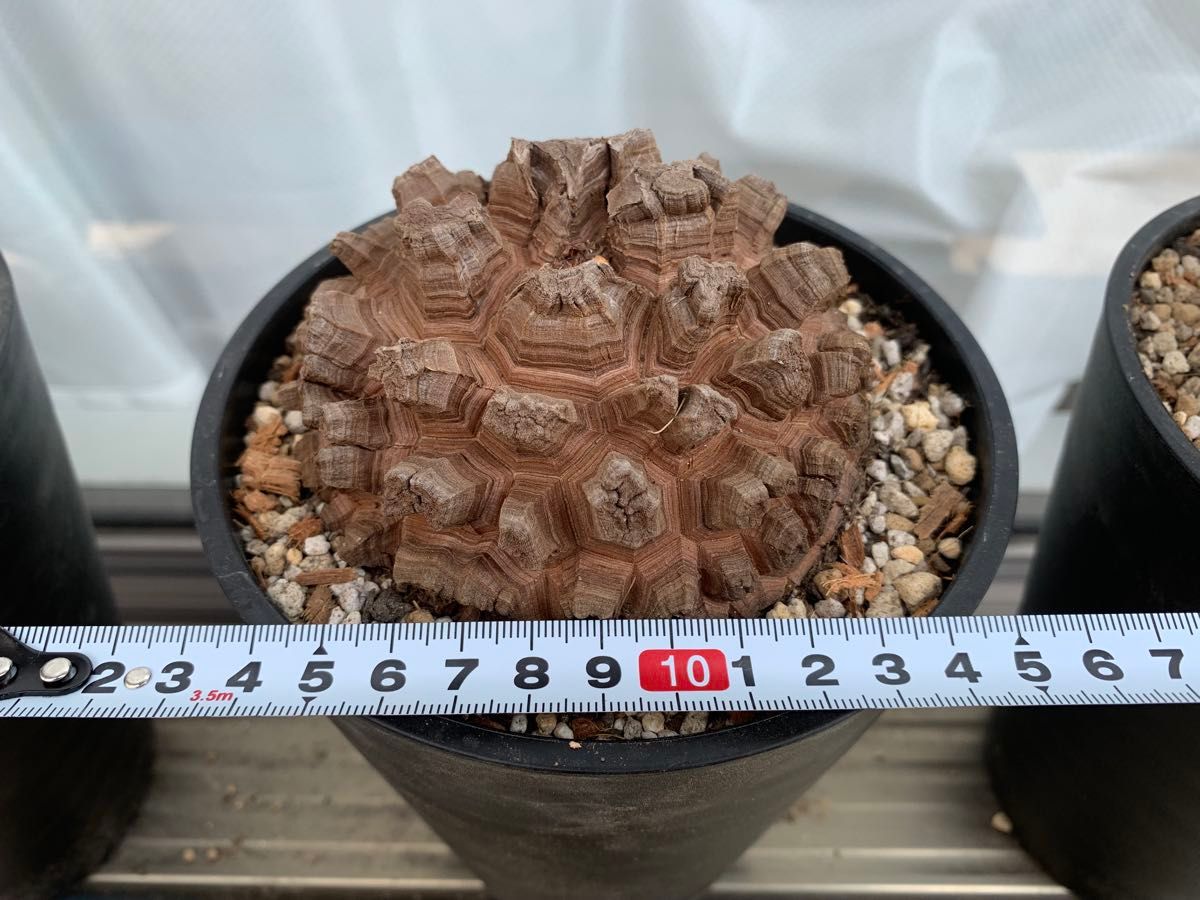 長谷川亀甲竜 9〜10㎝程度｜Yahoo!フリマ（旧PayPayフリマ）