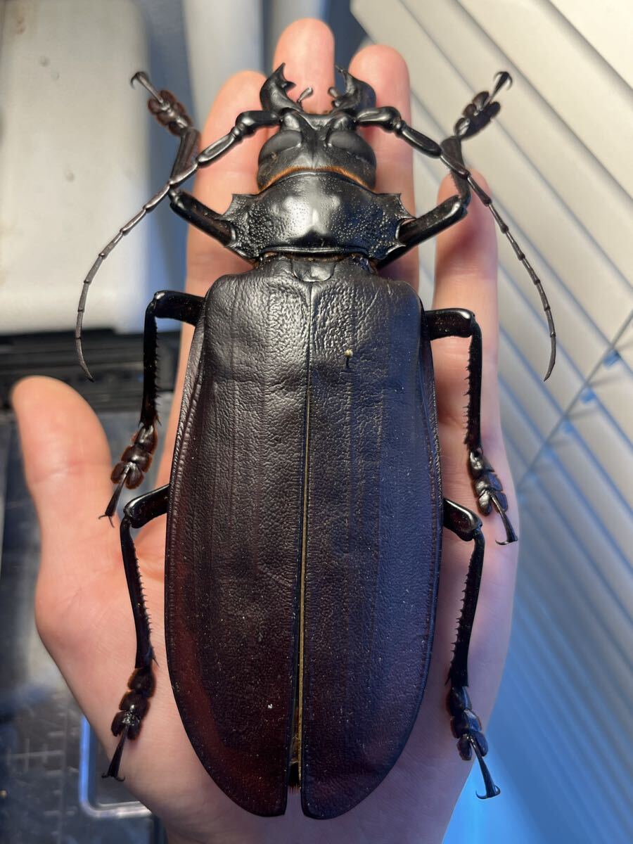 まとめ 【125mm♂】ハイエシオオウスバカミキリ オオウスバカミキリ