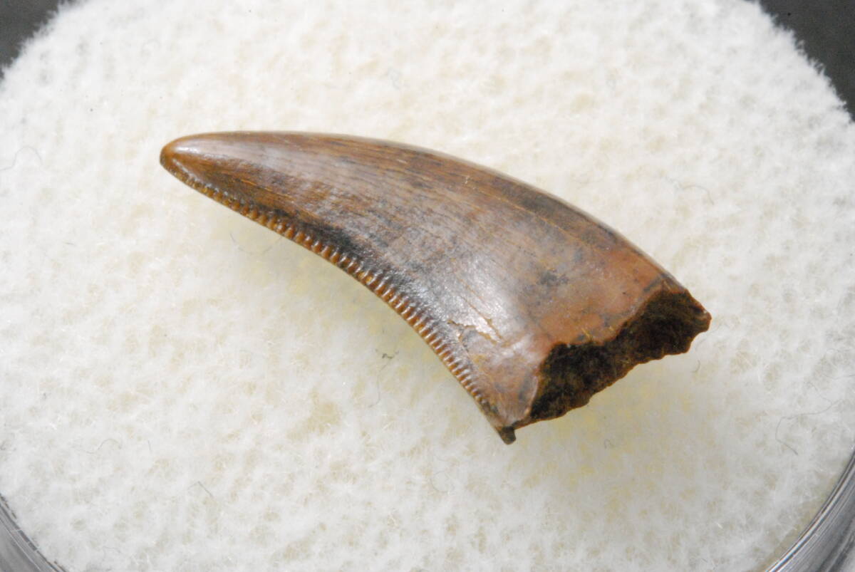 恐竜 歯 化石 ティラノサウルス [DS410] 恐竜の歯 恐竜の化石 牙 希少