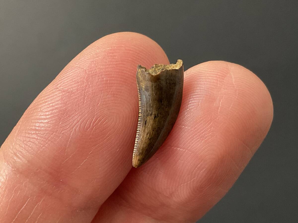 恐竜 歯 化石 ティラノサウルス [DS410] 恐竜の歯 恐竜の化石 牙 希少