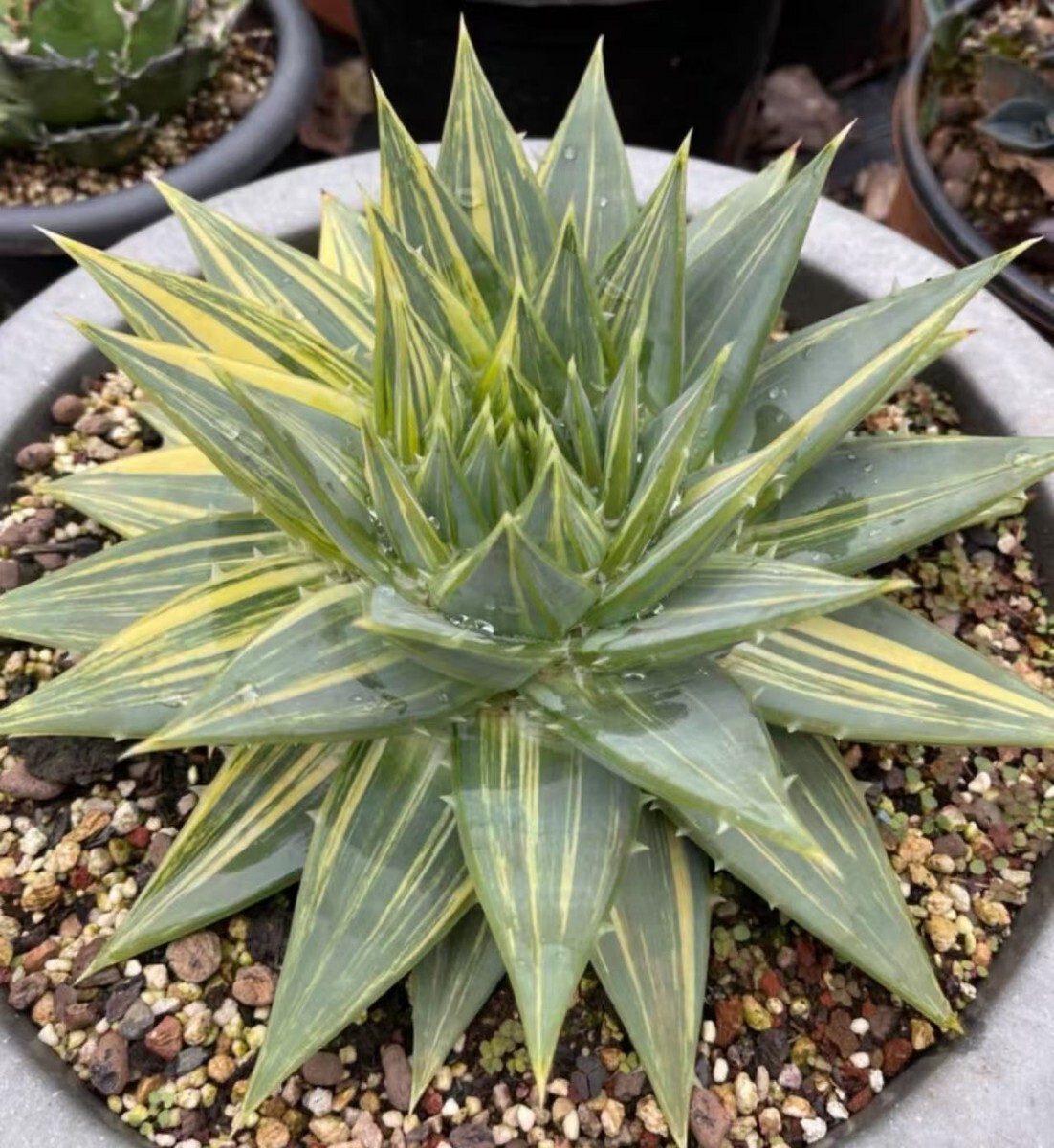Z30 アロエ ポリフィラ 錦 Aloe polyphylla 縞斑 希少 多肉植物 子株