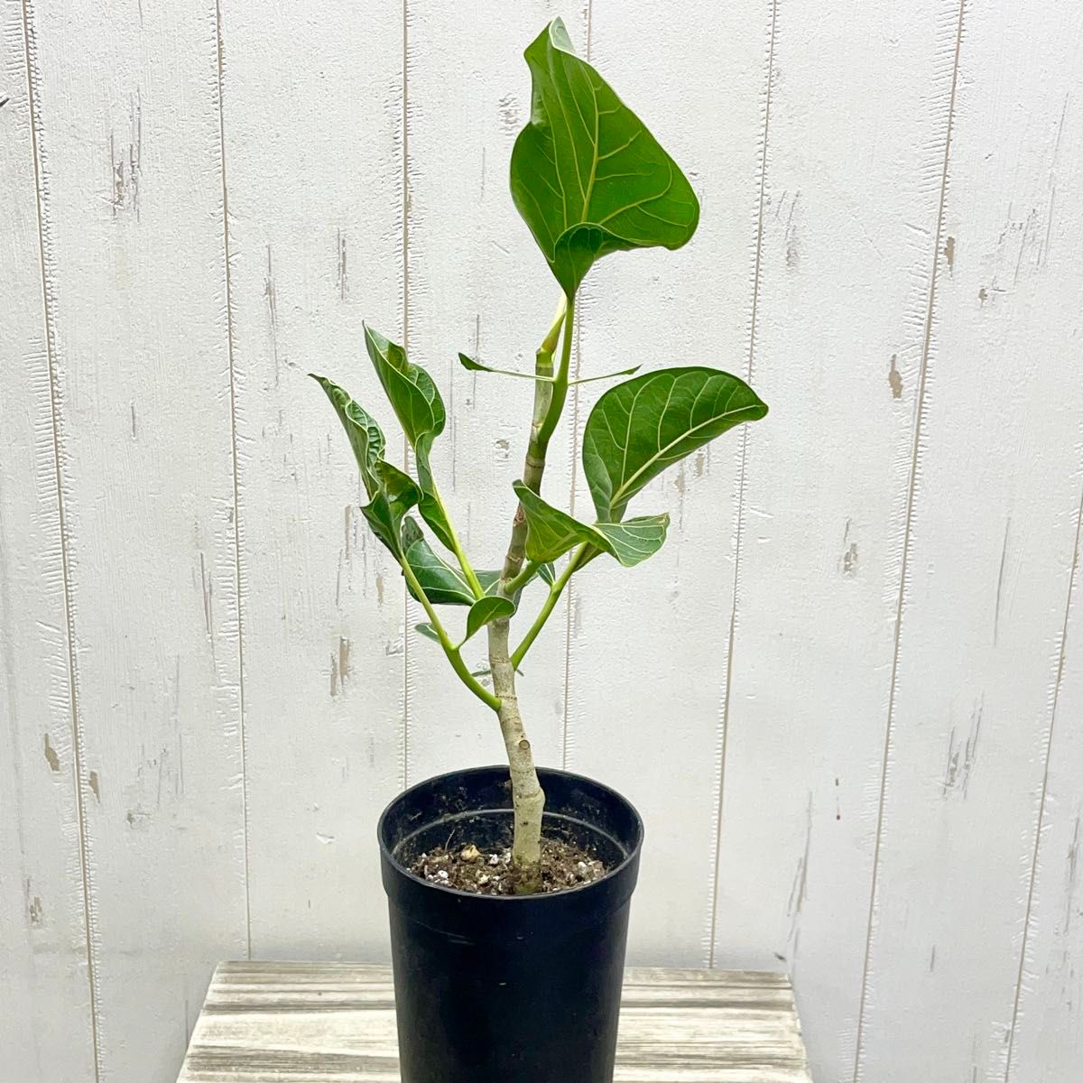 レア種 フィカス クリシュナボダイジュ クリシュナエ ロング鉢｜Yahoo