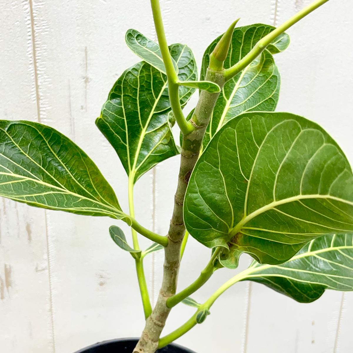 レア種 フィカス クリシュナボダイジュ クリシュナエ ロング鉢｜Yahoo