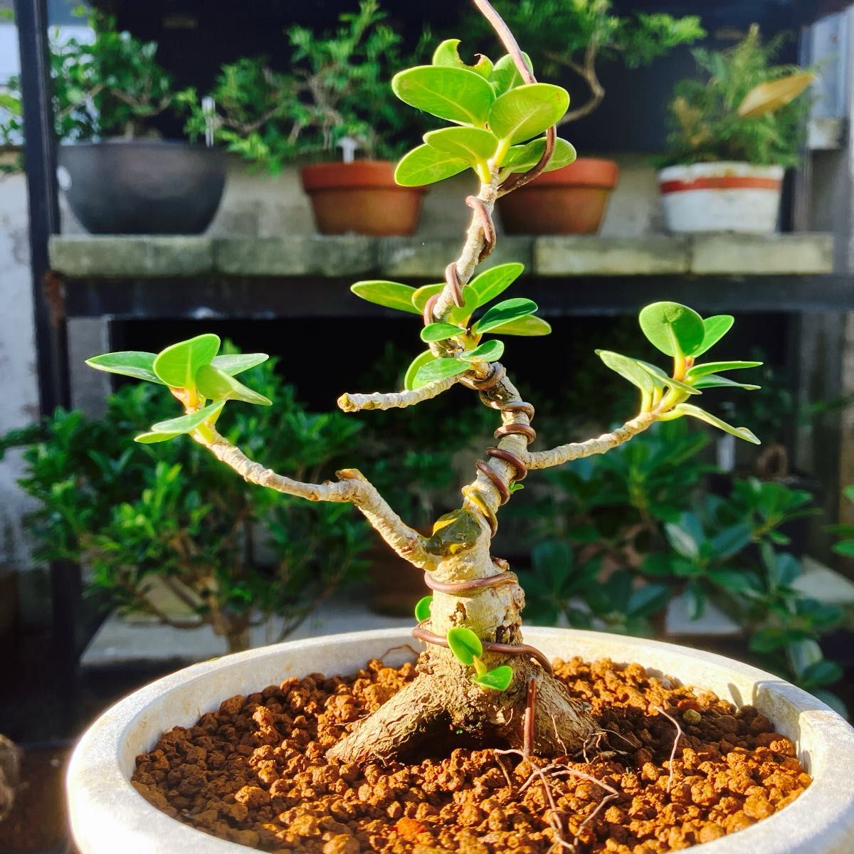 パンダガジュマル 希少 盆栽 沖縄県発送｜Yahoo!フリマ（旧PayPayフリマ）