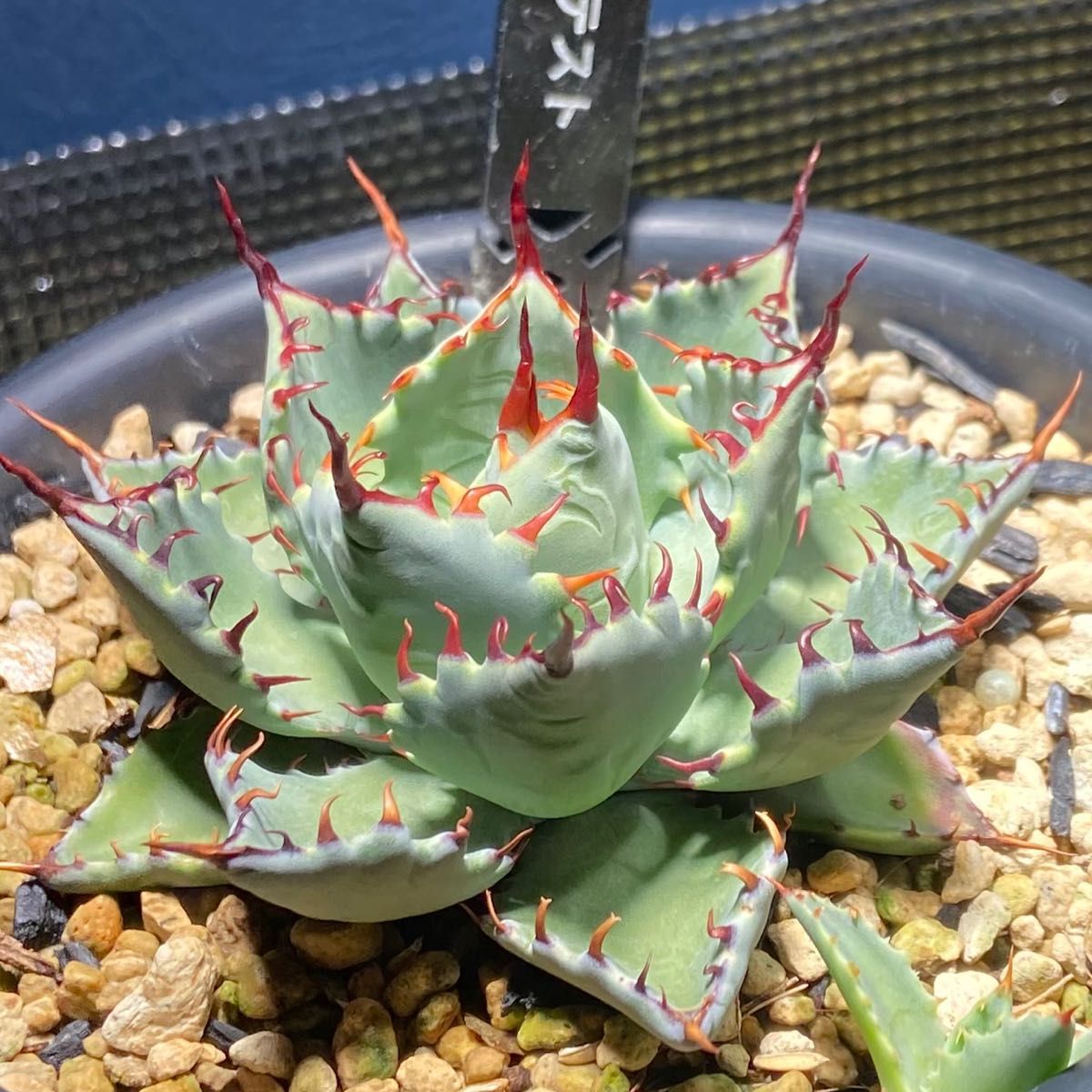 アガベ ハイブリッド 激怒之舞 激怒甲蟹x屈原之舞扇 子株 痛みアリ特価