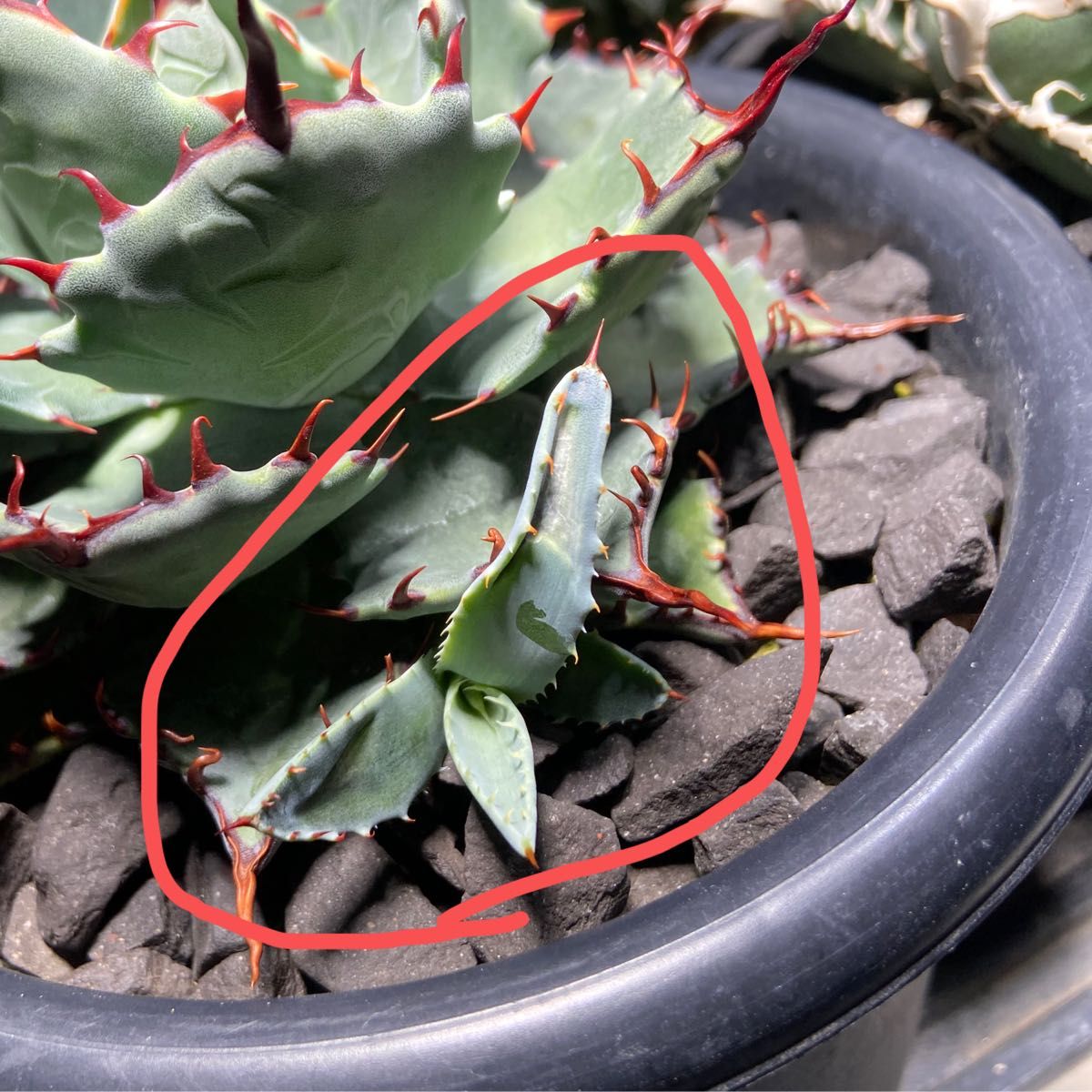 アガベ ハイブリッド 激怒之舞 激怒甲蟹x屈原之舞扇 子株 痛みアリ特価