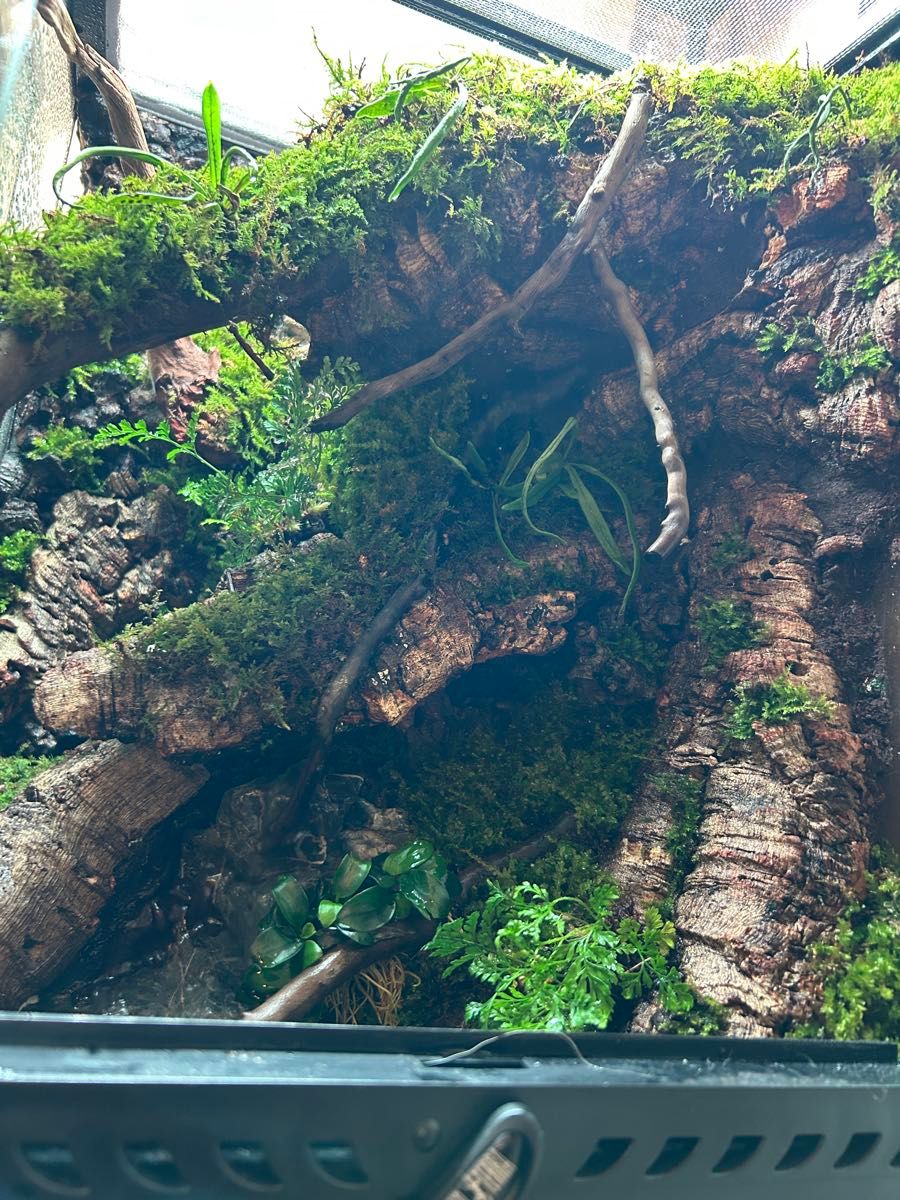 グラステラリウム3045レイアウト品｜Yahoo!フリマ（旧PayPayフリマ）