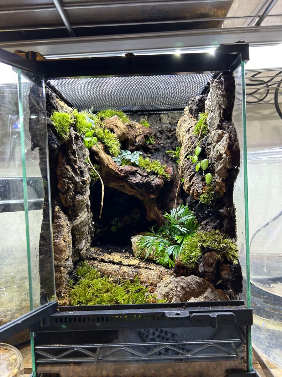 グラステラリウムナノ レイアウト品｜Yahoo!フリマ（旧PayPayフリマ）