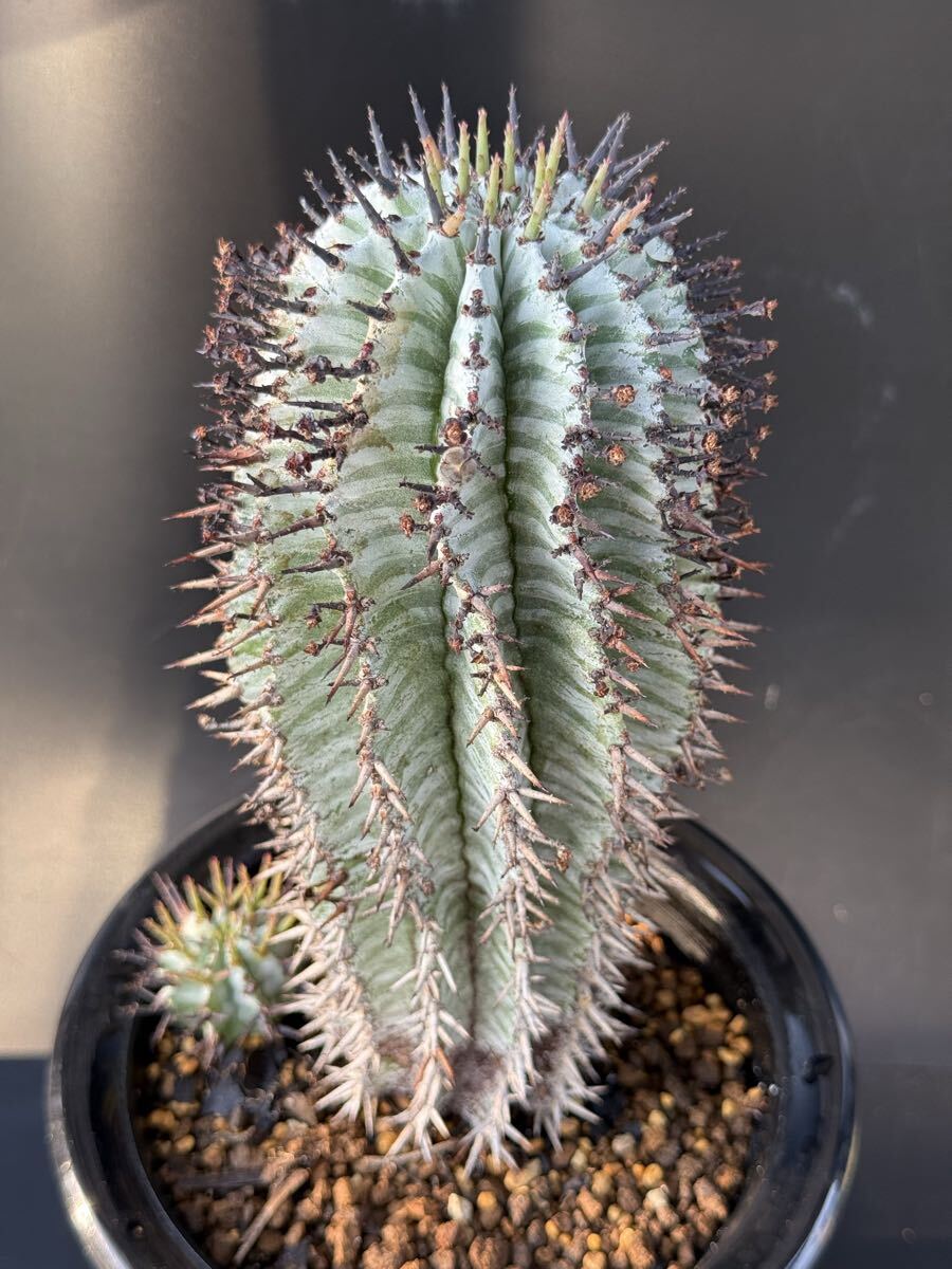 ユーフォルビアホリダ ダルマzebra カキ子 特大サイズ ユーフォルビア