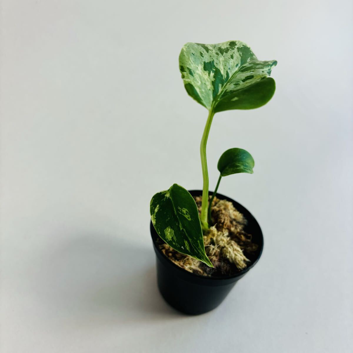 Yahoo!オークション - 品種保証 Monstera Bulbasaurモンステラ・フシギ