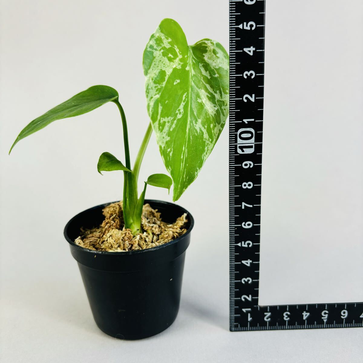 に*y様 A11品種保証！斑入り保証！Bulbasaurモンステラ バルバソー