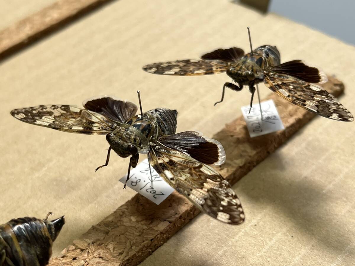 週末限定セール 昆虫標本 ヤクシマエゾセミ 週末限定セール 昆虫標本