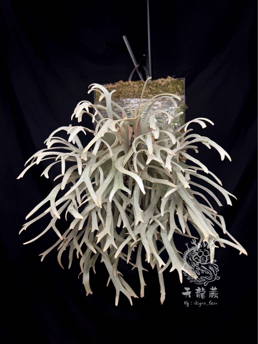 Yahoo!オークション - P.willinckii Linea 流線 (HHR) （P.willinckii