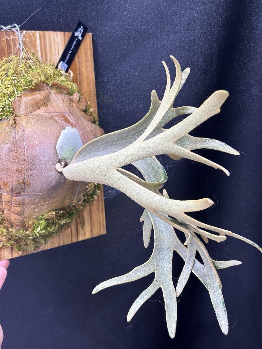 P. Fly ( Yellow Moon dwarf ) YMDS 胞子 #3 現品】ビカクシダ