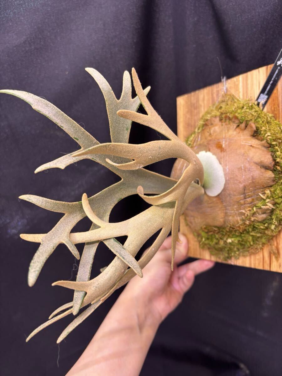 Yahoo!オークション - P. willinckii Fly ( Yellow Moon dwarf ) YMDS