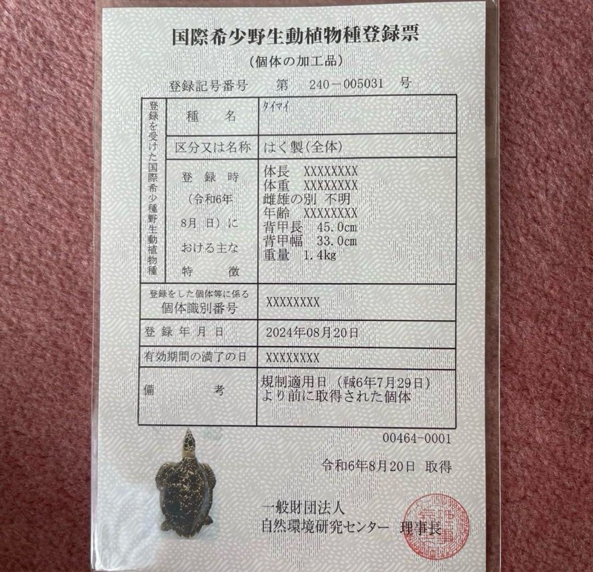 ウミガメ 剥製 海亀 タイマイ べっ甲 国際希少野生動植物種登録票有