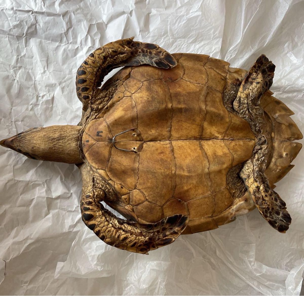 ウミガメ 剥製 海亀 タイマイ べっ甲 国際希少野生動植物種登録票有