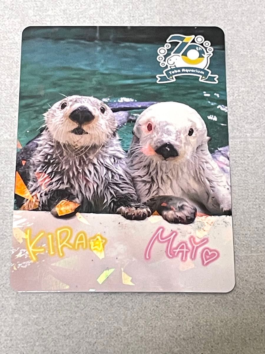 鳥羽水族館 TOBA AQUARIUMコレクションカード レア ラッコ キラメイ