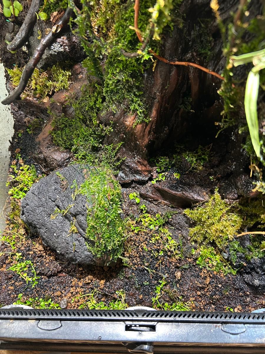 グラステラリウム3045 レイアウト品｜Yahoo!フリマ（旧PayPayフリマ）