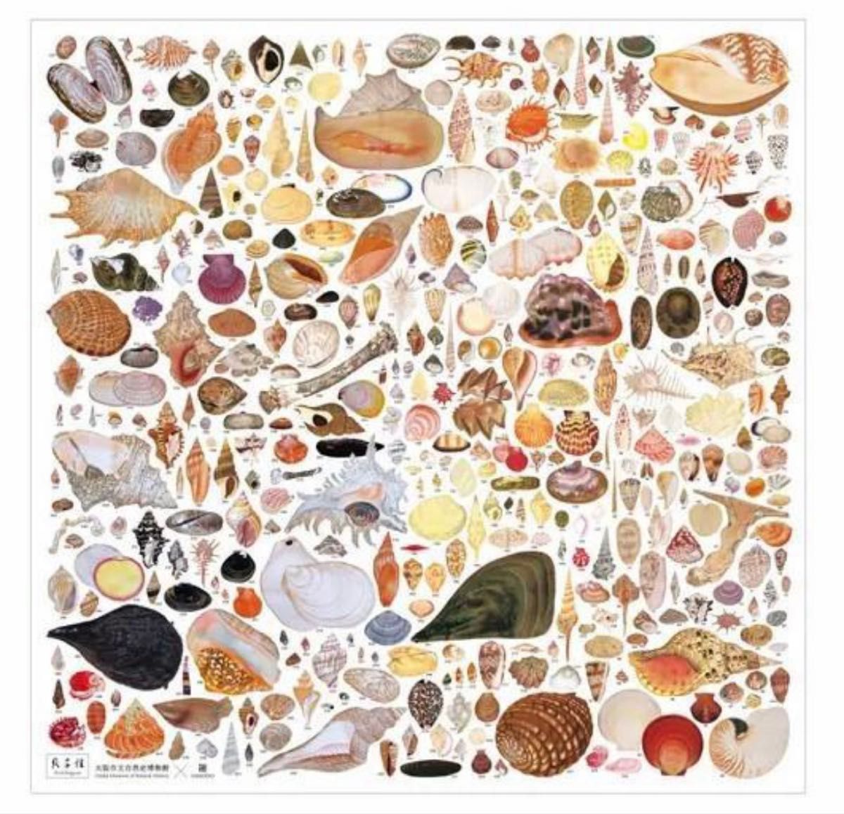 新品未開封】貝千種 風呂敷 貝に沼る 数量限定販売品 自然史 博物館