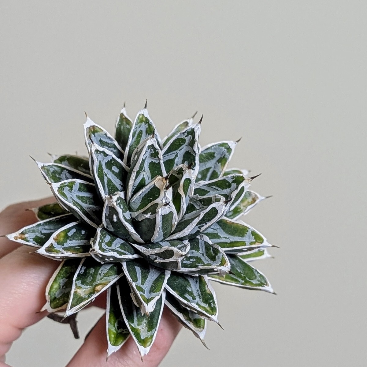 テ*ラ様 姫笹の雪 抜き苗 アガベ 株元に子株有 アガベ・姫笹の雪 | trigger