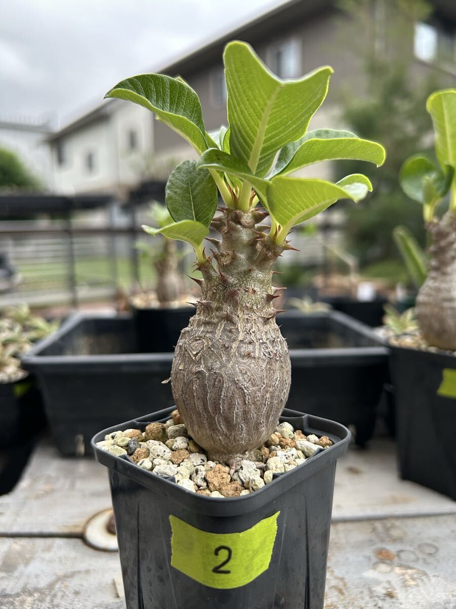 H*O様 パキポディウム ウィンゾリー 希少特大 サボテン 多肉植物 塊根