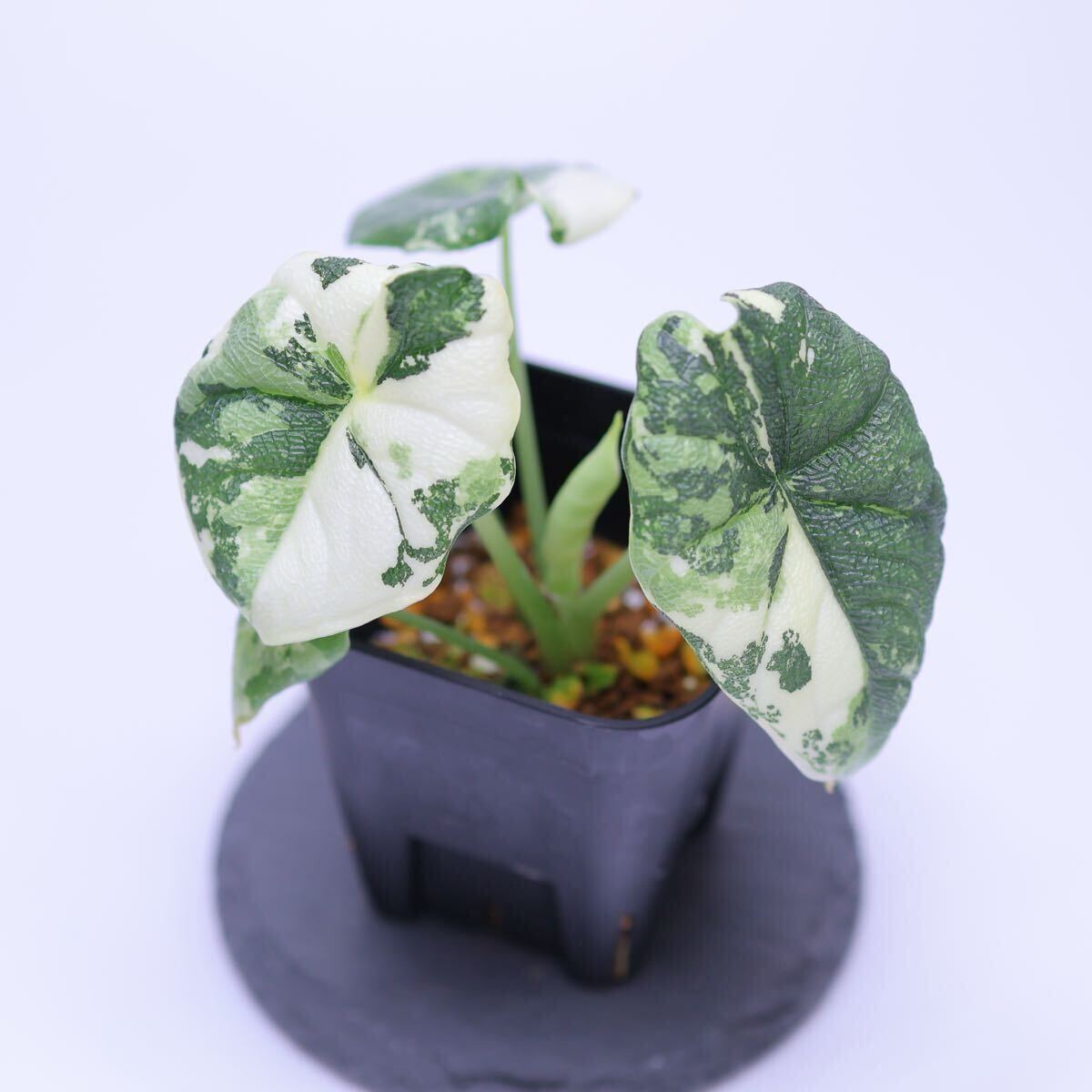 e*c様 アロカシア メロ アルボ 斑入り TC アロカシア メロ アルボ