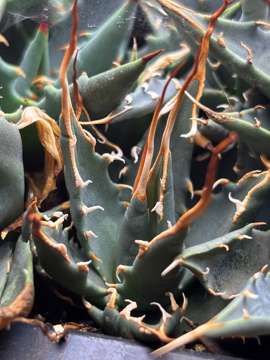 実生2年目】アガベ ユタエンシス エボリスピナ｜実生子株｜Yahoo