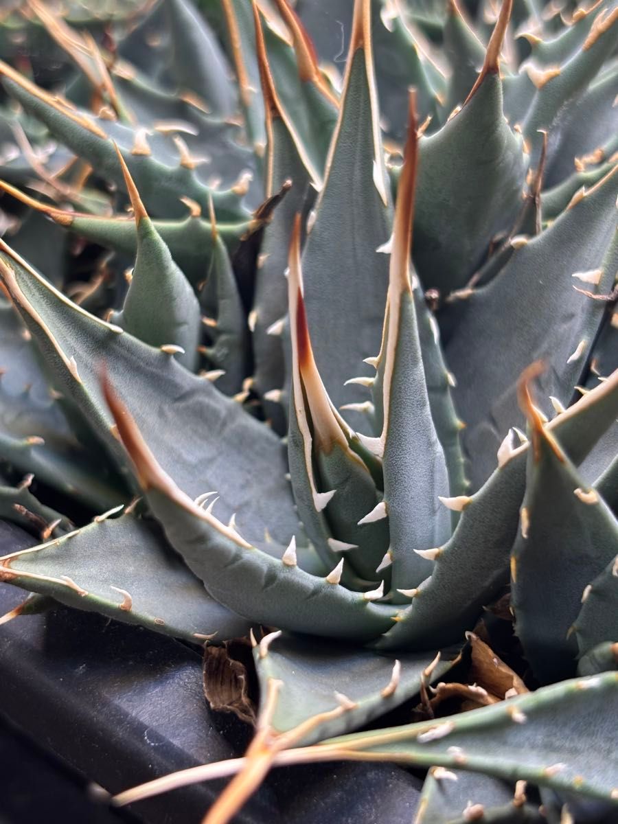 実生2年目】アガベ ユタエンシス エボリスピナ｜実生子株｜Yahoo