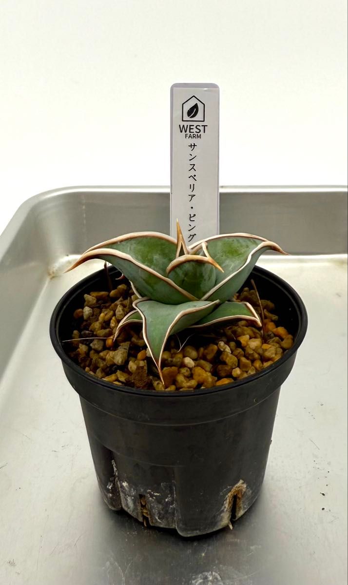 サンスベリア・ピングイキュラ｜Yahoo!フリマ（旧PayPayフリマ）