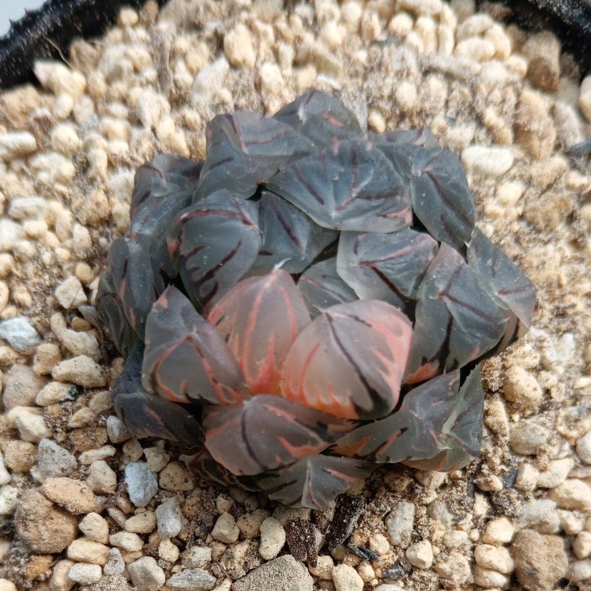 ハオルチア オブツーサ錦 水中月 2苗(カット苗)多肉植物｜Yahoo