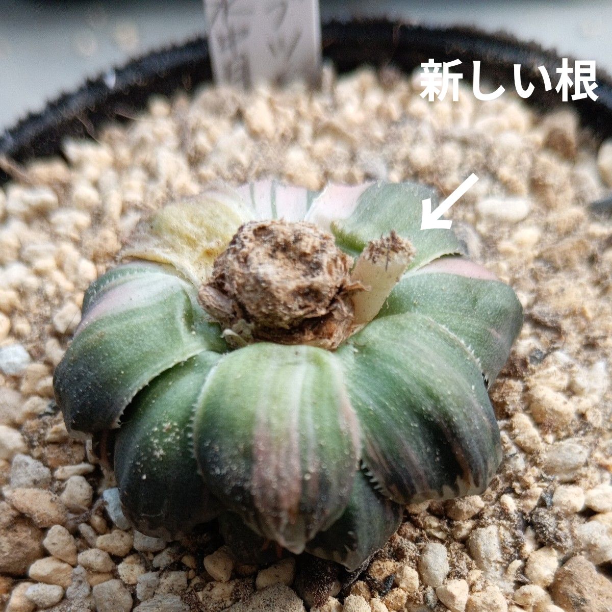 ハオルチア オブツーサ錦 水中月 2苗(カット苗)多肉植物｜Yahoo