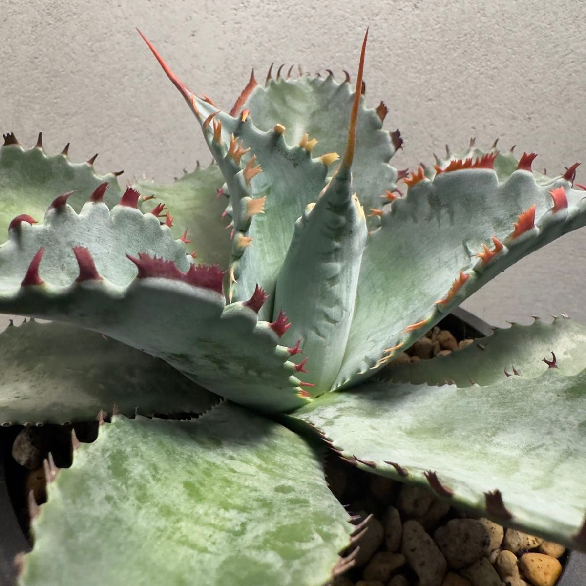 極連歯アガベ フロスティクリスタル ハイブリッド イシスメンシス