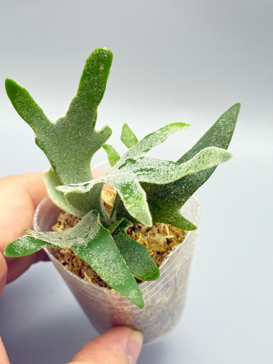 なお様専用 ビカクシダビカクシダP Antler Crown spore (YMDS)｜Yahoo