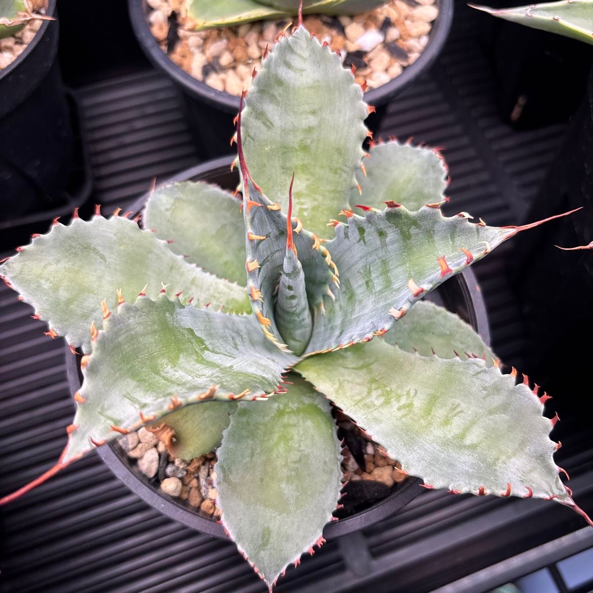 アガベ フロスティクリスタル イシパラ ハイブリッド イシスメンシス