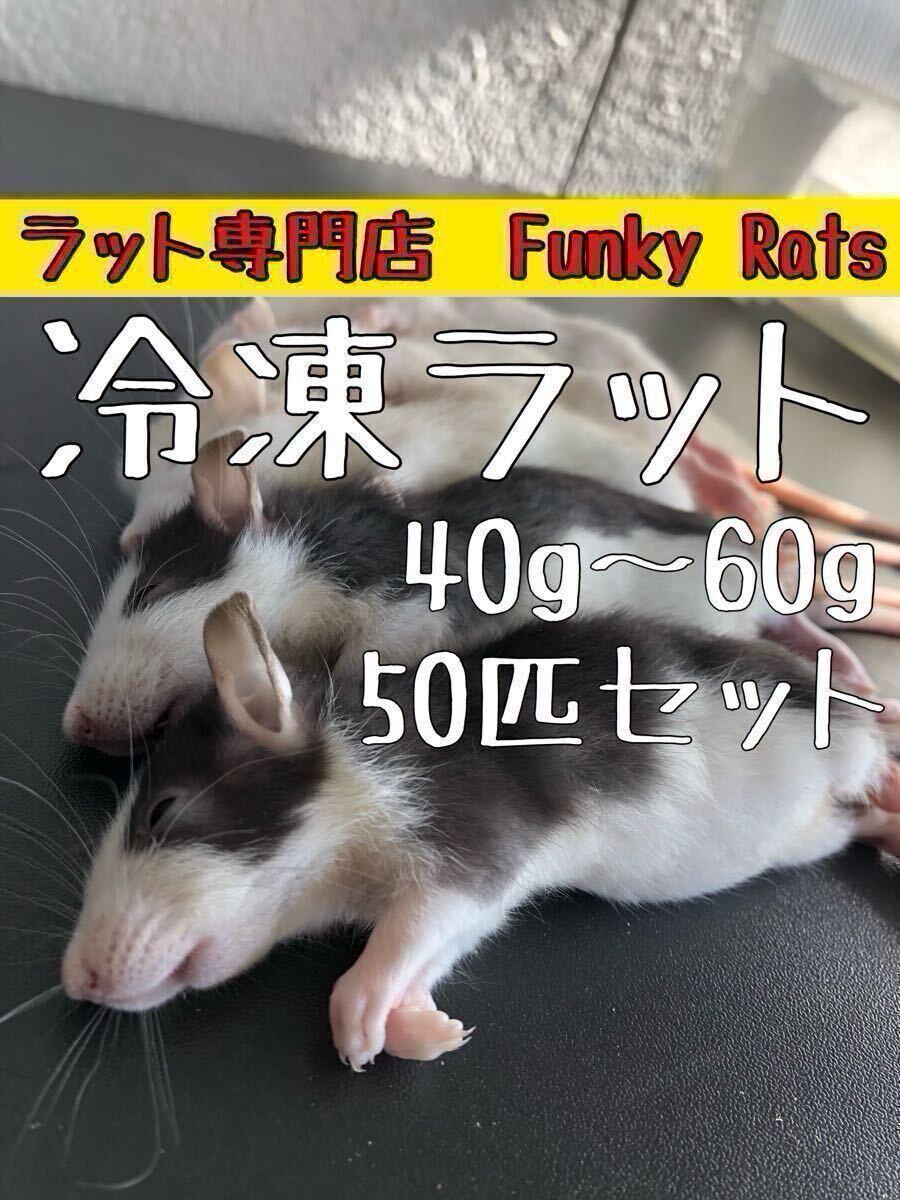 送料無料 レア ずっこけ侍 ミケランジロウ 能條 純一 小松 最新 重男