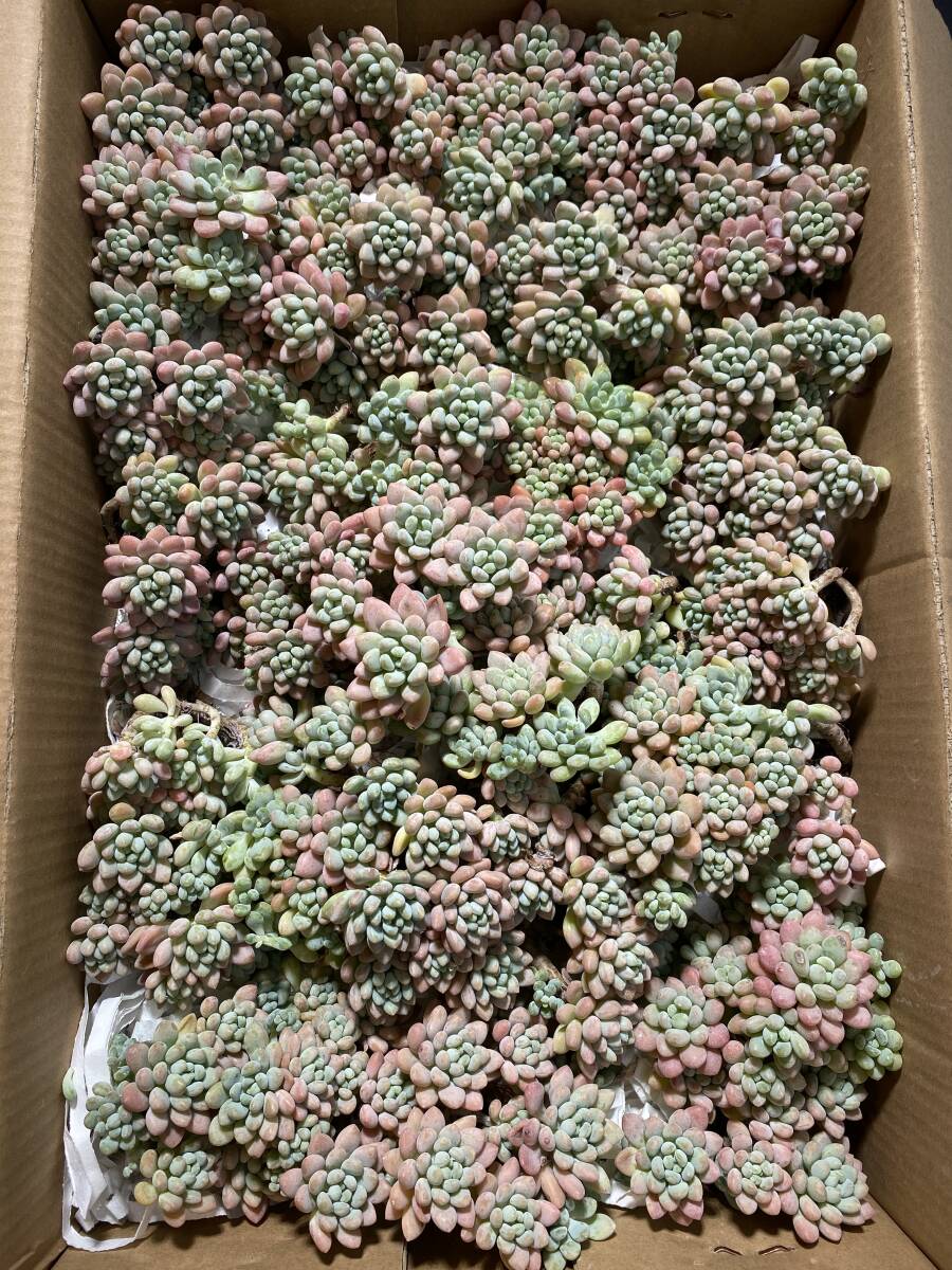 T-ARA / 人気 AND&END 6人全員 直筆サイン入り CD SUPER