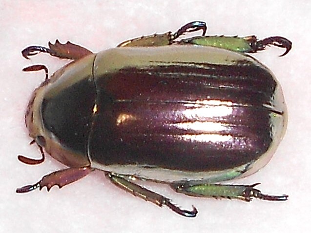 Yahoo!オークション - 海外の昆虫標本 クリサルギレアプラチナコガネ1